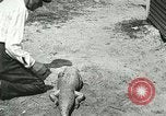 Image Alligator Farm Washington DC USA, 1916, de la seconde 43 séquences d'archives historiques vidéo 65675021539