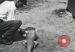 Image Alligator Farm Washington DC USA, 1916, de la seconde 44 séquences d'archives historiques vidéo 65675021539