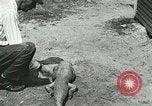 Image Alligator Farm Washington DC USA, 1916, de la seconde 45 séquences d'archives historiques vidéo 65675021539