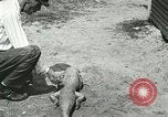 Image Alligator Farm Washington DC USA, 1916, de la seconde 46 séquences d'archives historiques vidéo 65675021539
