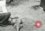 Image Alligator Farm Washington DC USA, 1916, de la seconde 47 séquences d'archives historiques vidéo 65675021539