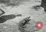 Image Alligator Farm Washington DC USA, 1916, de la seconde 48 séquences d'archives historiques vidéo 65675021539