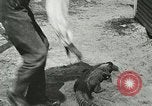 Image Alligator Farm Washington DC USA, 1916, de la seconde 49 séquences d'archives historiques vidéo 65675021539