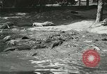 Image Alligator Farm Washington DC USA, 1916, de la seconde 33 séquences d'archives historiques vidéo 65675021540