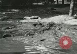 Image Alligator Farm Washington DC USA, 1916, de la seconde 34 séquences d'archives historiques vidéo 65675021540