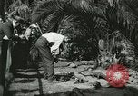 Image Alligator Farm Washington DC USA, 1921, de la seconde 8 séquences d'archives historiques vidéo 65675021541