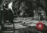 Image Alligator Farm Washington DC USA, 1921, de la seconde 15 séquences d'archives historiques vidéo 65675021541