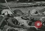Image Alligator Farm Washington DC USA, 1921, de la seconde 23 séquences d'archives historiques vidéo 65675021541