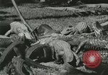 Image Alligator Farm Washington DC USA, 1921, de la seconde 24 séquences d'archives historiques vidéo 65675021541