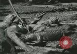 Image Alligator Farm Washington DC USA, 1921, de la seconde 27 séquences d'archives historiques vidéo 65675021541