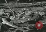 Image Alligator Farm Washington DC USA, 1921, de la seconde 28 séquences d'archives historiques vidéo 65675021541