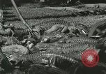Image Alligator Farm Washington DC USA, 1921, de la seconde 30 séquences d'archives historiques vidéo 65675021541