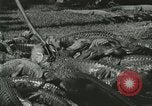 Image Alligator Farm Washington DC USA, 1921, de la seconde 33 séquences d'archives historiques vidéo 65675021541