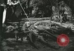 Image Alligator Farm Washington DC USA, 1921, de la seconde 34 séquences d'archives historiques vidéo 65675021541