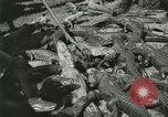 Image Alligator Farm Washington DC USA, 1921, de la seconde 45 séquences d'archives historiques vidéo 65675021541