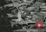 Image Alligator Farm Washington DC USA, 1921, de la seconde 47 séquences d'archives historiques vidéo 65675021541