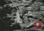 Image Alligator Farm Washington DC USA, 1921, de la seconde 48 séquences d'archives historiques vidéo 65675021541