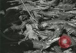 Image Alligator Farm Washington DC USA, 1921, de la seconde 49 séquences d'archives historiques vidéo 65675021541