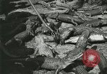 Image Alligator Farm Washington DC USA, 1921, de la seconde 50 séquences d'archives historiques vidéo 65675021541