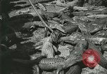 Image Alligator Farm Washington DC USA, 1921, de la seconde 56 séquences d'archives historiques vidéo 65675021541