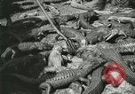 Image Alligator Farm Washington DC USA, 1921, de la seconde 57 séquences d'archives historiques vidéo 65675021541