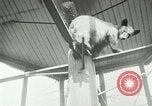 Image les animaux sauvages Washington DC USA, 1921, de la seconde 8 séquences d'archives historiques vidéo 65675021542