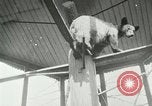 Image les animaux sauvages Washington DC USA, 1921, de la seconde 10 séquences d'archives historiques vidéo 65675021542