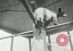 Image les animaux sauvages Washington DC USA, 1921, de la seconde 11 séquences d'archives historiques vidéo 65675021542