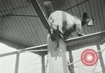 Image les animaux sauvages Washington DC USA, 1921, de la seconde 12 séquences d'archives historiques vidéo 65675021542