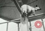Image les animaux sauvages Washington DC USA, 1921, de la seconde 13 séquences d'archives historiques vidéo 65675021542