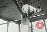 Image les animaux sauvages Washington DC USA, 1921, de la seconde 14 séquences d'archives historiques vidéo 65675021542