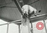 Image les animaux sauvages Washington DC USA, 1921, de la seconde 15 séquences d'archives historiques vidéo 65675021542