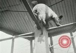 Image les animaux sauvages Washington DC USA, 1921, de la seconde 16 séquences d'archives historiques vidéo 65675021542