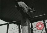Image les animaux sauvages Washington DC USA, 1921, de la seconde 17 séquences d'archives historiques vidéo 65675021542