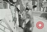 Image les animaux sauvages Washington DC USA, 1921, de la seconde 20 séquences d'archives historiques vidéo 65675021542