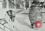 Image les animaux sauvages Washington DC USA, 1921, de la seconde 23 séquences d'archives historiques vidéo 65675021542