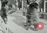 Image les animaux sauvages Washington DC USA, 1921, de la seconde 27 séquences d'archives historiques vidéo 65675021542