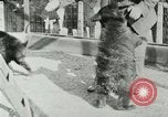 Image les animaux sauvages Washington DC USA, 1921, de la seconde 29 séquences d'archives historiques vidéo 65675021542