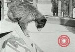 Image les animaux sauvages Washington DC USA, 1921, de la seconde 37 séquences d'archives historiques vidéo 65675021542