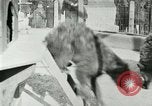 Image les animaux sauvages Washington DC USA, 1921, de la seconde 38 séquences d'archives historiques vidéo 65675021542