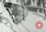 Image les animaux sauvages Washington DC USA, 1921, de la seconde 39 séquences d'archives historiques vidéo 65675021542