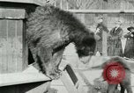 Image les animaux sauvages Washington DC USA, 1921, de la seconde 41 séquences d'archives historiques vidéo 65675021542