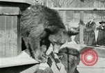 Image les animaux sauvages Washington DC USA, 1921, de la seconde 42 séquences d'archives historiques vidéo 65675021542