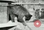 Image les animaux sauvages Washington DC USA, 1921, de la seconde 45 séquences d'archives historiques vidéo 65675021542