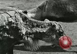 Image of wild animals Washington DC USA, 1921, second 1 stock footage video 65675021543