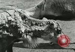 Image of wild animals Washington DC USA, 1921, second 3 stock footage video 65675021543