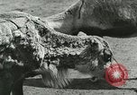 Image of wild animals Washington DC USA, 1921, second 4 stock footage video 65675021543