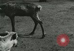 Image of wild animals Washington DC USA, 1921, second 5 stock footage video 65675021543