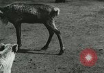 Image of wild animals Washington DC USA, 1921, second 6 stock footage video 65675021543