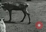 Image of wild animals Washington DC USA, 1921, second 7 stock footage video 65675021543